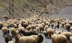 Çobanlar yatınca 4 ailenin 1 yıllık emeğini çaldılar
