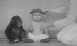 Bir şempanze ve bir bebek kardeş gibi büyütülürse ne olur?