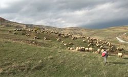 Çobanlara sertifika, 30 bin TL para desteği
