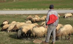 Diyarbakır Üniversitesi işe alacak çoban arıyor