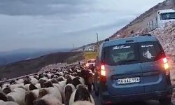 Koyun sürüsü geçtiği yol trafiğe kapattı