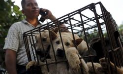 Köpek eti yemeyi aşamalı olarak sonlandırmaya karar verdiler