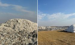 Diyarbakır’da pamuk ekim alanları gittikçe azalıyor