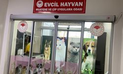 Diyarbakır’da evcil hayvanlar için çip uygulama odası