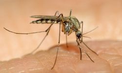 İnsanları en çok öldürenin sivrisinekler olduğunu biliyor muydunuz?