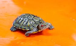 İstilacı kaplumbağa, endemik türleri tehdit ediyor