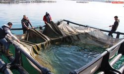 Urfa’dan 100 milyon dolarlık balık ihracatı