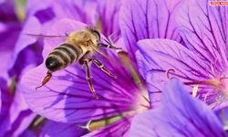 Böcekler çiçeklerde polen olduğunu nasıl biliyor?