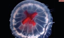 Japonya'da tuhaf denizanası keşfedildi