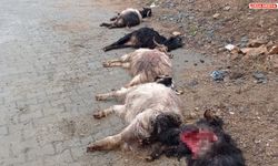 Diyarbakır'da köpekler 45 keçiyi telef etti