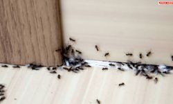 Evdeki karınca istilasından kurtulmanın yolları