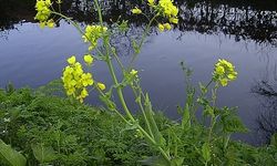 Brassica oleracea bitkisini hiç duydunuz mu?
