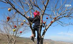 Bu sefer elma toplamadılar, ağaç dallarına astılar