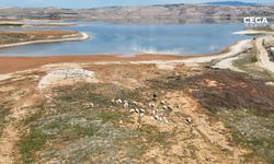 Kızılırmak’ta kuraklık: Sularının çekildiği alanda koyunlar otluyor