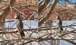 Diyarbakır'da boynuzlu baykuş görüntülendi