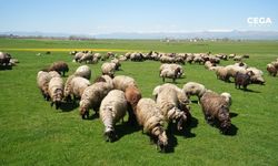 Muş'ta 40 bin TL’ye çoban bulunamıyor