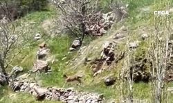 Dağ keçileri Elazığ’da görüntülendi