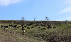 Sur’daki meralar meclis gündeminde