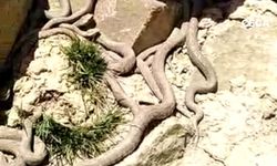 Engerek yılanları sürü halinde görüntülendi