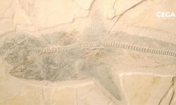 Taş ocağında 76 milyon yıllık fosil bulundu