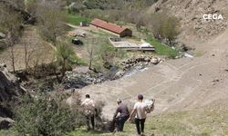 Mağaraya kurtlar daldı: 30 keçi ve 30 oğlak telef oldu