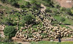 Koyunlar yayla yollarında