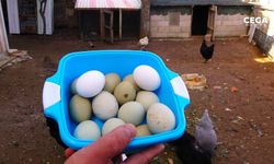 Yeşil yumurtanın tanesi 20 lira