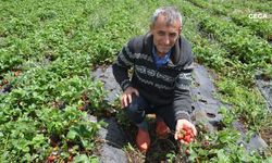 Çilek bahçelerini dolu vurdu