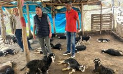 Diyarbakır Kulp'ta 45 hayvanı telef olan çiftçiye destek