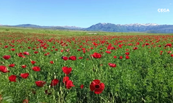 Bitlis’te gelinciklerin görsel şöleni