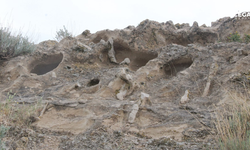 Kayseri'de tarihi keşif: 10 Milyon yıllık orman bulundu