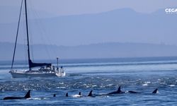 ''Katil'' balinalar giderek saldırganlaşıyor