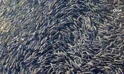 Denizi olmayan  Şanlıurfa  25 milyon yavru balık üretecek