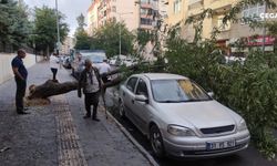Diyarbakır’da fırtına, ağaçları devirdi