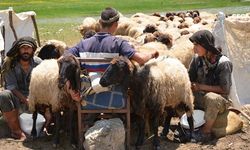 Faraşin Yaylası’nda ilk süt sağımı