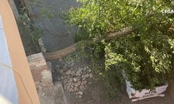 Diyarbakır Çermik’te fırtına: Ağaç kamyonetin üstüne devrildi