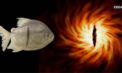 Pirana benzeri yeni bir balık türü keşfedildi