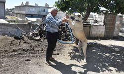 Şahinbey'deki çoban köpekleri aşılanıyor