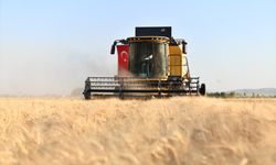 Şanlıurfa'da buğday hasadı başladı