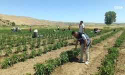Elazığ’da sebze hasadı