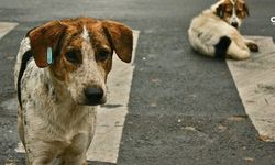 Şanlıurfa'da poşette ölü köpek  iddiası