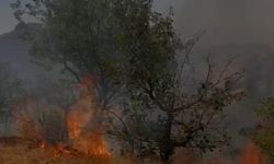 Mardin'de ağaçlık alanda yangın