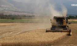 Erzincan’da buğday hasadı