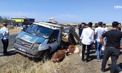 Diyarbakır’da kaza: 3 kişi yaralandı 5 boğa telef oldu