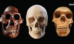 Bilim, Homo Sapiens'in nasıl ayakta kaldığını araştırdı