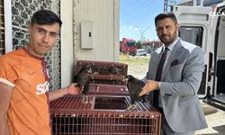 Yüksekova’da 5 bin kanatlı hayvan dağıtımı