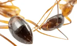 Karıncaların şaşırtıcı cerrahi yeteneği keşfedildi