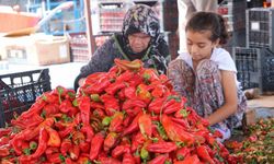 Şanlıurfa’da isot serüveni