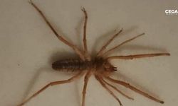 Uzmanlardan uyarı: Sarı kız örümceğini öldürmeyin