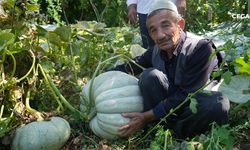 50 kiloluk bal kabağı yetiştirdi